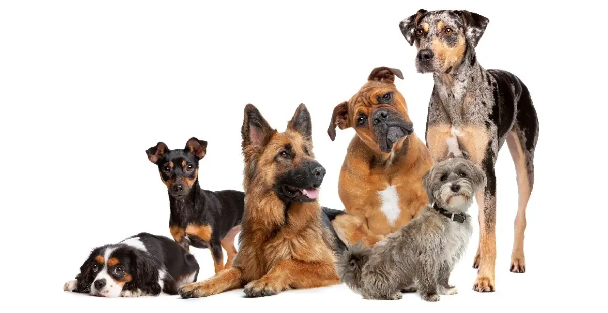 🐶Popular Dog Breeds