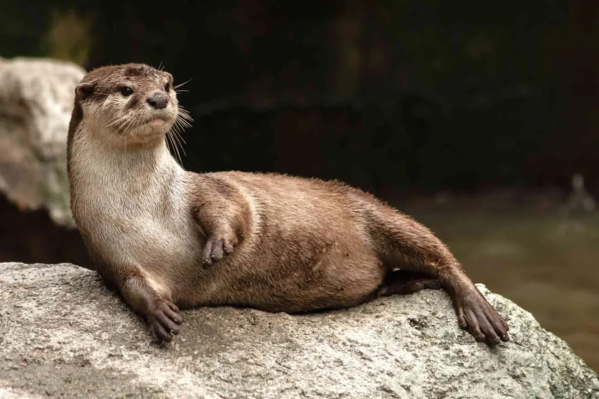 Otter