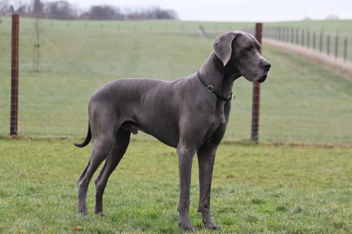 Great Dane