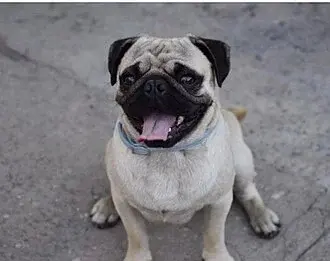Pug