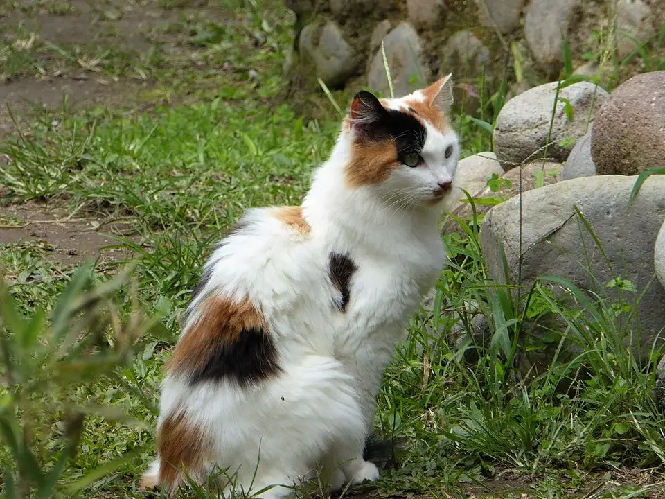 Calico