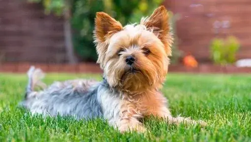Yorkshire Terrier